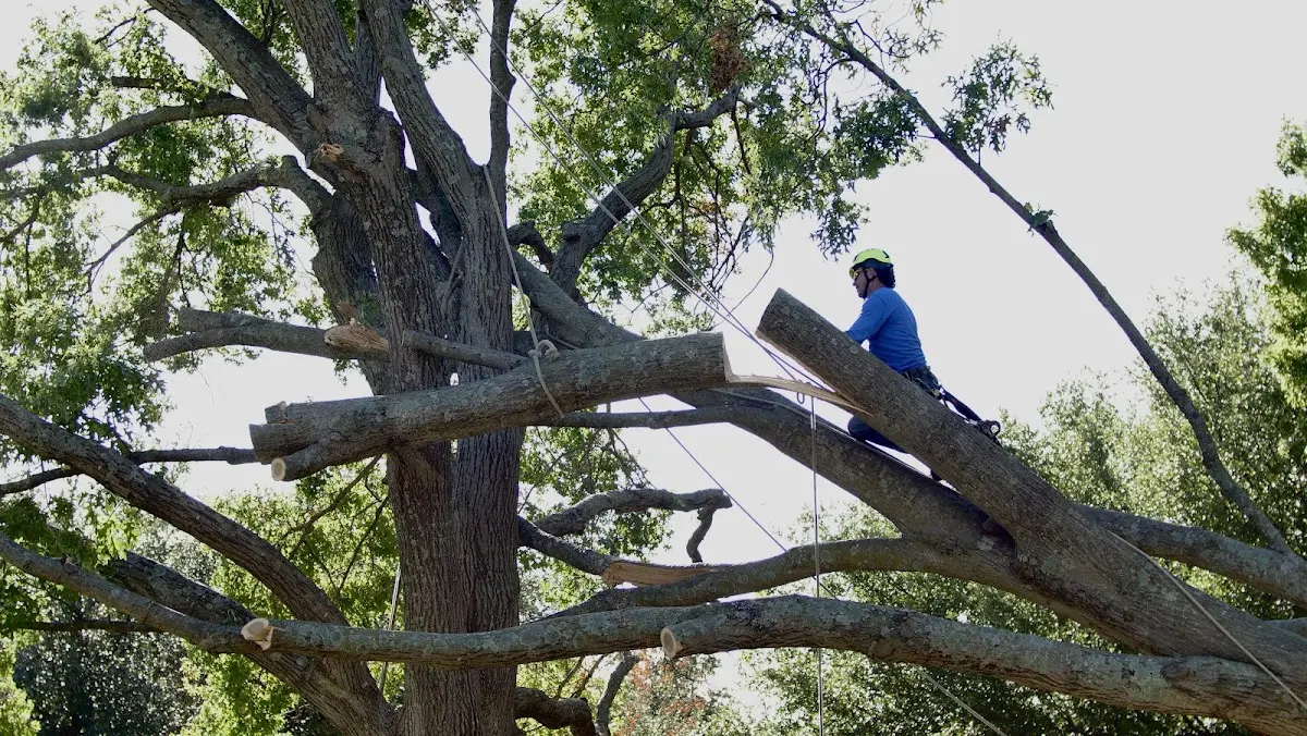 Professional Crown Thinning performed by certified arborists in Geuda Springs