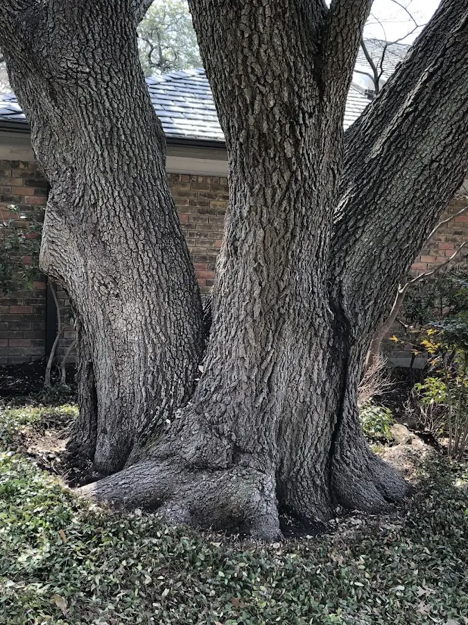 Mature heritage tree close to a Geuda Springs property cared for by certified arborists